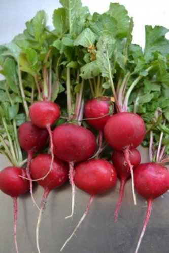 Crimson Giant Radish Seeds, NON-GMO