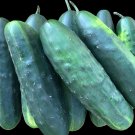 Marketmore 76 Cucumber (slicer) Seeds Free Shipping!