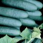 Marketmore 76 Cucumber (slicer) Seeds Free Shipping!