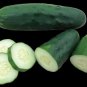 Marketmore 76 Cucumber (slicer) Seeds Free Shipping!
