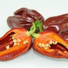 Aji Chombo Chocolate aka Aji Panameno Hot Pepper (10) Ten Seeds