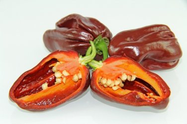 Aji Chombo Chocolate aka Aji Panameno Hot Pepper (10) Ten Seeds