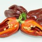 Aji Chombo Chocolate aka Aji Panameno Hot Pepper (10) Ten Seeds