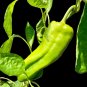 Giant Red Marconi Sweet Pepper Seeds. Ten (10) Untreated Seeds
