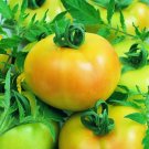 Fried Green Tomato Seeds F1, 10 Untreated Seeds
