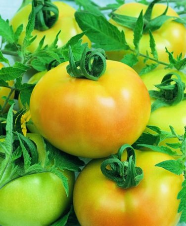 Fried Green Tomato Seeds F1, 10 Untreated Seeds