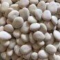 Henderson Bush Lima Bean Seeds Untreated