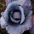 Red Acre Cabbage Seeds, NON-GMO
