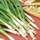 Evergreen White Bunching Onion Seeds, NON-GMO