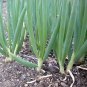 Evergreen White Bunching Onion Seeds, NON-GMO