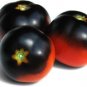 Purple Bumble Bee Cherry Tomato Seeds. 10 Organic Seeds
