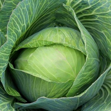 Golden Acre Cabbage Seeds, NON-GMO