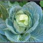 Golden Acre Cabbage Seeds, NON-GMO