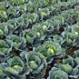 Golden Acre Cabbage Seeds, NON-GMO