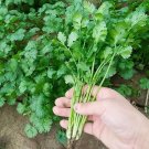 Cilantro/Coriander Seeds, NON-GMO 300 seeds