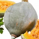 Blue Hubbard Winter Squash Seeds, USDA Organic