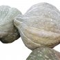 Blue Hubbard Winter Squash Seeds, USDA Organic
