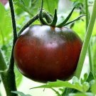 Paul Robeson Tomato Seeds, Certified Organic 30 Seeds