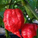 7 pot jonah hot pepper seeds 10 Seeds