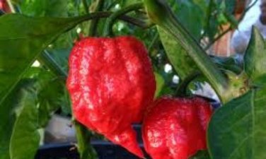 7 pot jonah hot pepper seeds 10 Seeds