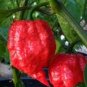 7 pot jonah hot pepper seeds 10 Seeds