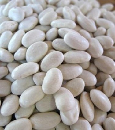 Great Northern Bean Seeds, Treated.