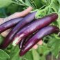 Long Purple Eggplant Seeds