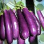 Long Purple Eggplant Seeds