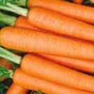 Tendersweet Carrot Seeds Untreated
