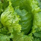Iceberg Lettuce Head Seeds,  NON-GMO