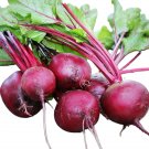 Detroit Dark Red Beet Seeds (Treated Seed) 50 Seeds