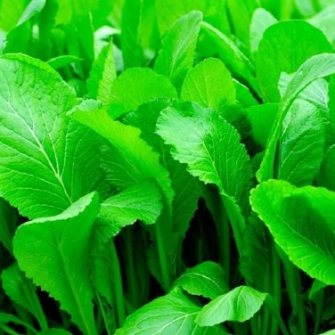 Florida Broadleaf Mustard Seeds,   .91gr Approx 250 - 275 Seeds