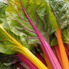 Rainbow Swiss Chard Seeds. USDA Organic