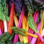 Rainbow Swiss Chard Seeds. USDA Organic