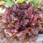 Ruby Leaf Lettuce Seeds, Deep Red, Summer Salad, 500 seeds