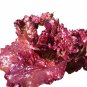 Ruby Leaf Lettuce Seeds, Deep Red, Summer Salad, 500 seeds