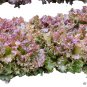 Ruby Leaf Lettuce Seeds, Deep Red, Summer Salad, 500 seeds