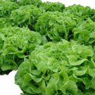 Oakleaf Leaf Lettuce Seeds, NON-GMO