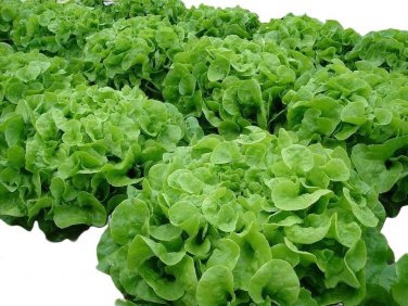 Oakleaf Leaf Lettuce Seeds, NON-GMO