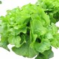 Oakleaf Leaf Lettuce Seeds, NON-GMO