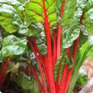Ruby Red Swiss Chard (heat tolerant)