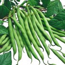 Blue Lake 274 Green Pod Bush Bean (Treated Seed)