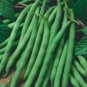 Blue Lake 274 Green Pod Bush Bean (Treated Seed)