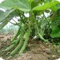 Blue Lake 274 Green Pod Bush Bean (Treated Seed)