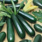 Dark Green Zucchini Squash Seeds