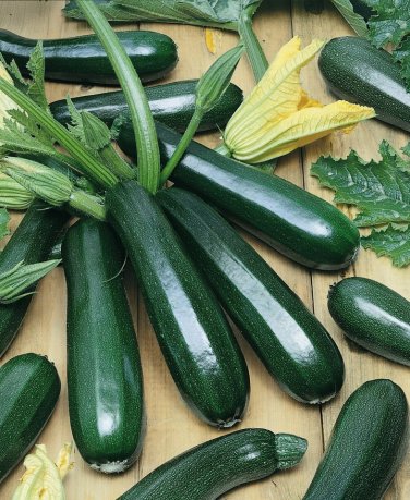 Dark Green Zucchini Squash Seeds