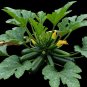 Dark Green Zucchini Squash Seeds