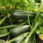 Dark Green Zucchini Squash Seeds