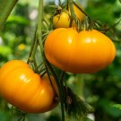 Amana Orange Heirloom Tomato Seeds Lycopersicon esculentum