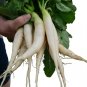 White Icicle Radish Seeds